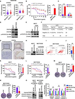 Corrigendum: STAT5a Confers Doxorubicin Resistance to Breast Cancer by Regulating ABCB1